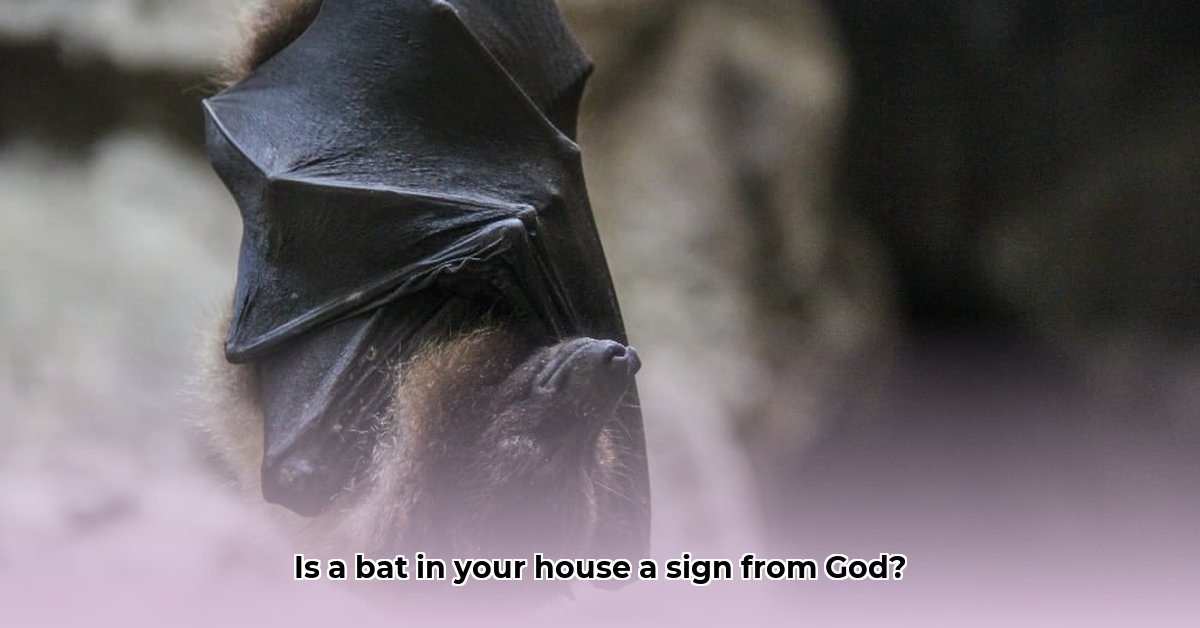 bat-entering-house-meaning-in-christianity